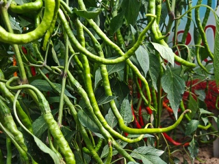 chili base